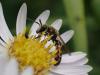 Lasioglossum calceatum